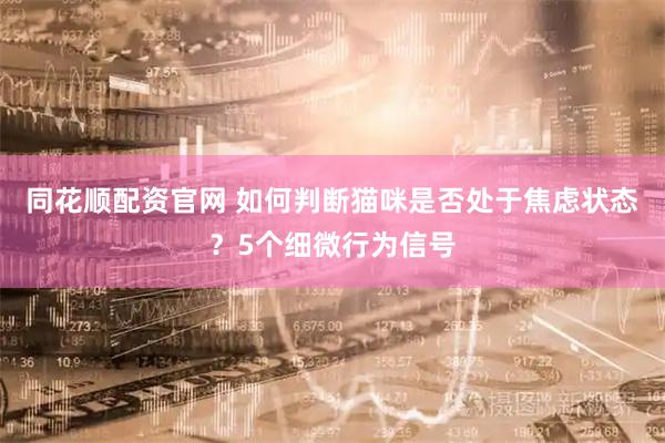 同花顺配资官网 如何判断猫咪是否处于焦虑状态？5个细微行为信号